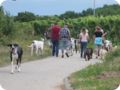 hundeschule_021.jpg