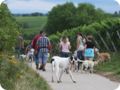 hundeschule_022.jpg