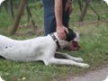 hundeschule_027.jpg
