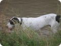 hundeschule_040.jpg