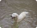 hundeschule_041.jpg