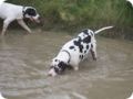 hundeschule_042.jpg