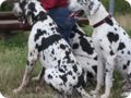 hundeschule_046.jpg