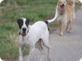 hundeschule_047.jpg