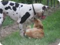 hundeschule_050.jpg