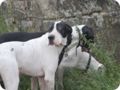 hundeschule_052.jpg