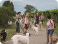 hundeschule_058.jpg