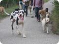 hundeschule_062.jpg