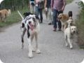 hundeschule_063.jpg
