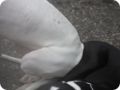 hundeschule_066.jpg