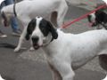 hundeschule_068.jpg