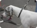 hundeschule_072.jpg