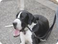 hundeschule_073.jpg