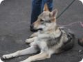 hundeschule_074.jpg