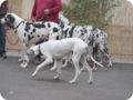 hundeschule_077.jpg