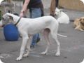 hundeschule_079.jpg