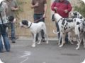 hundeschule_080.jpg