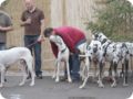 hundeschule_081.jpg