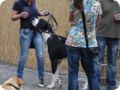 hundeschule_082.jpg