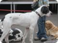 hundeschule_084.jpg