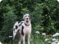 hundeschule_089.jpg